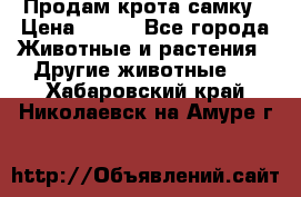 Продам крота самку › Цена ­ 200 - Все города Животные и растения » Другие животные   . Хабаровский край,Николаевск-на-Амуре г.